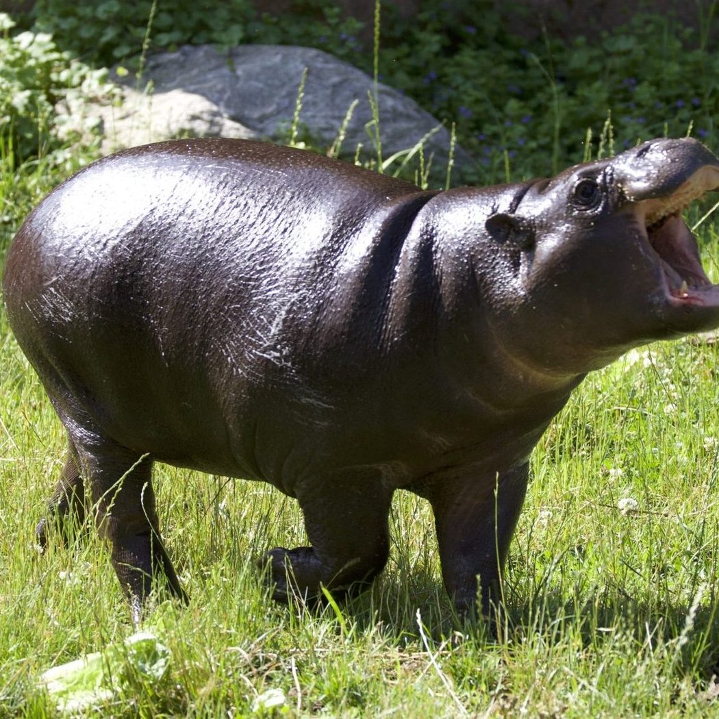 Pickle Hippo Party 1